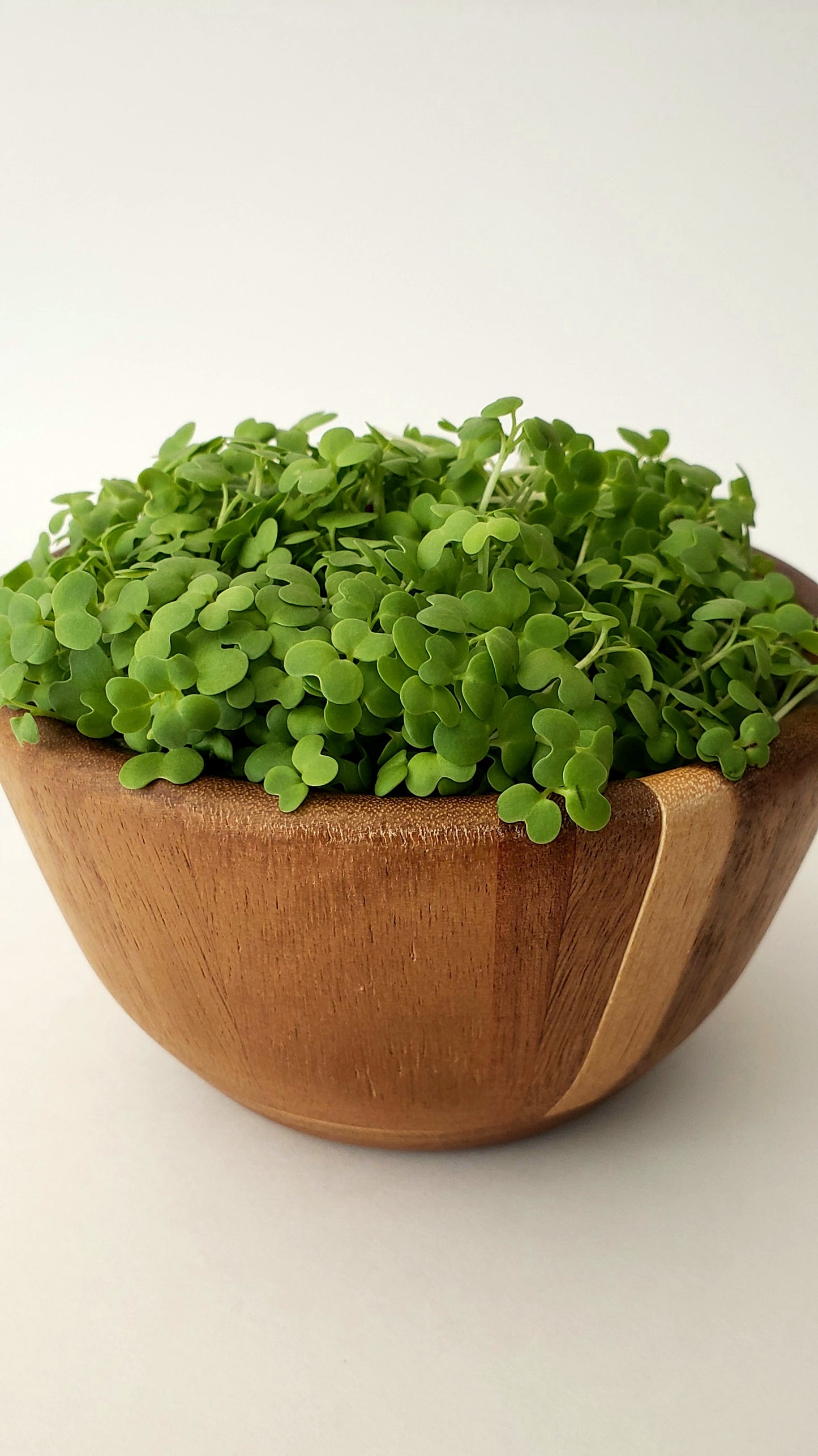 Arugula Microgreens