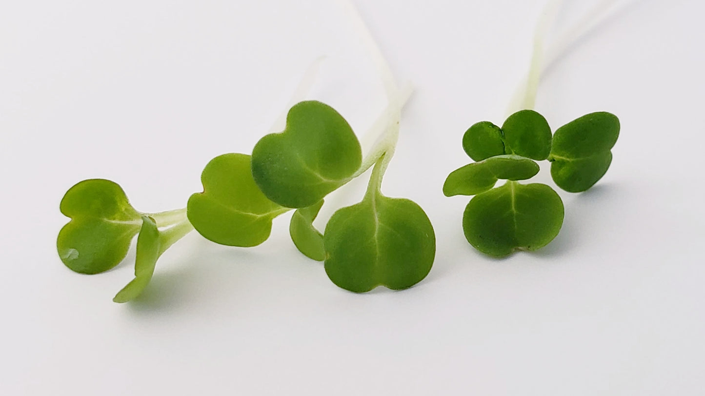 Arugula Microgreens