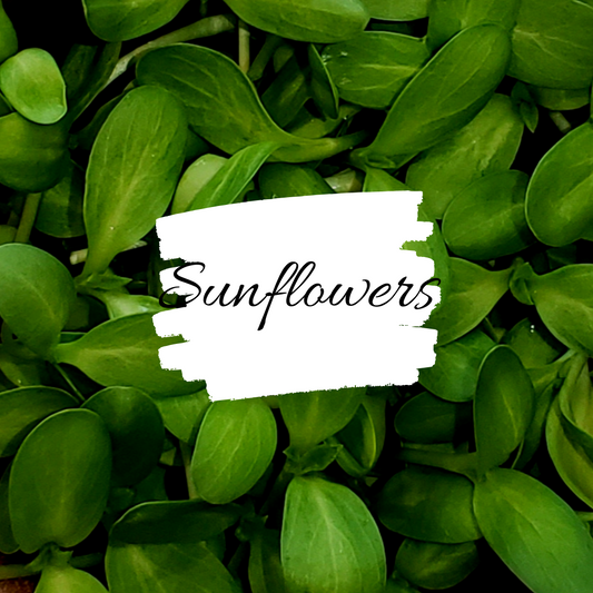 Sunflower Microgreens