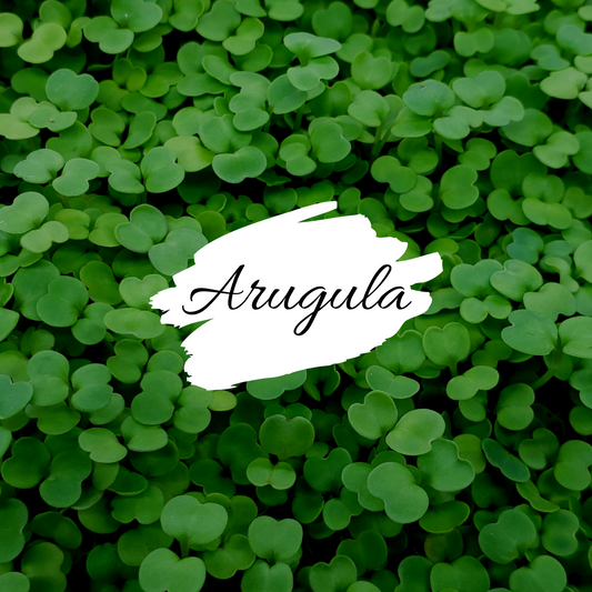 Arugula Microgreens