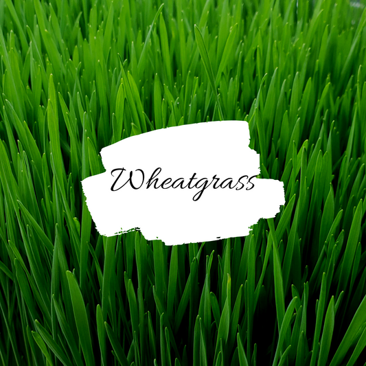 Wheatgrass