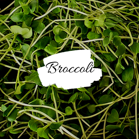 Broccoli Microgreens