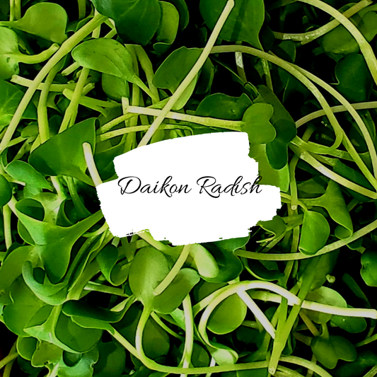 Daikon Radish Microgreens