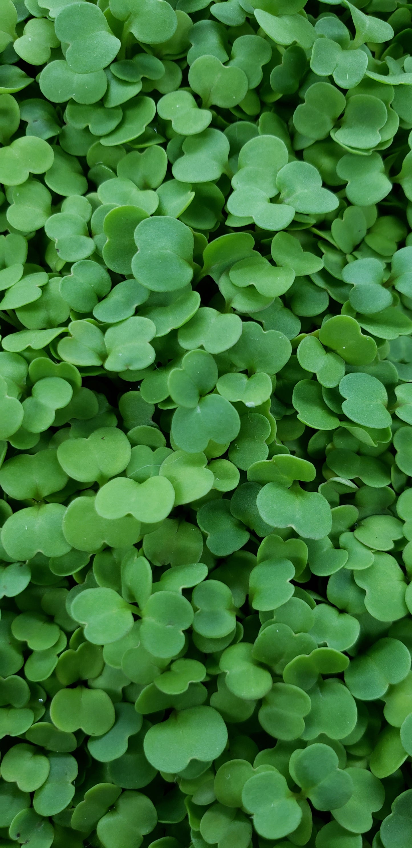 Arugula Microgreens
