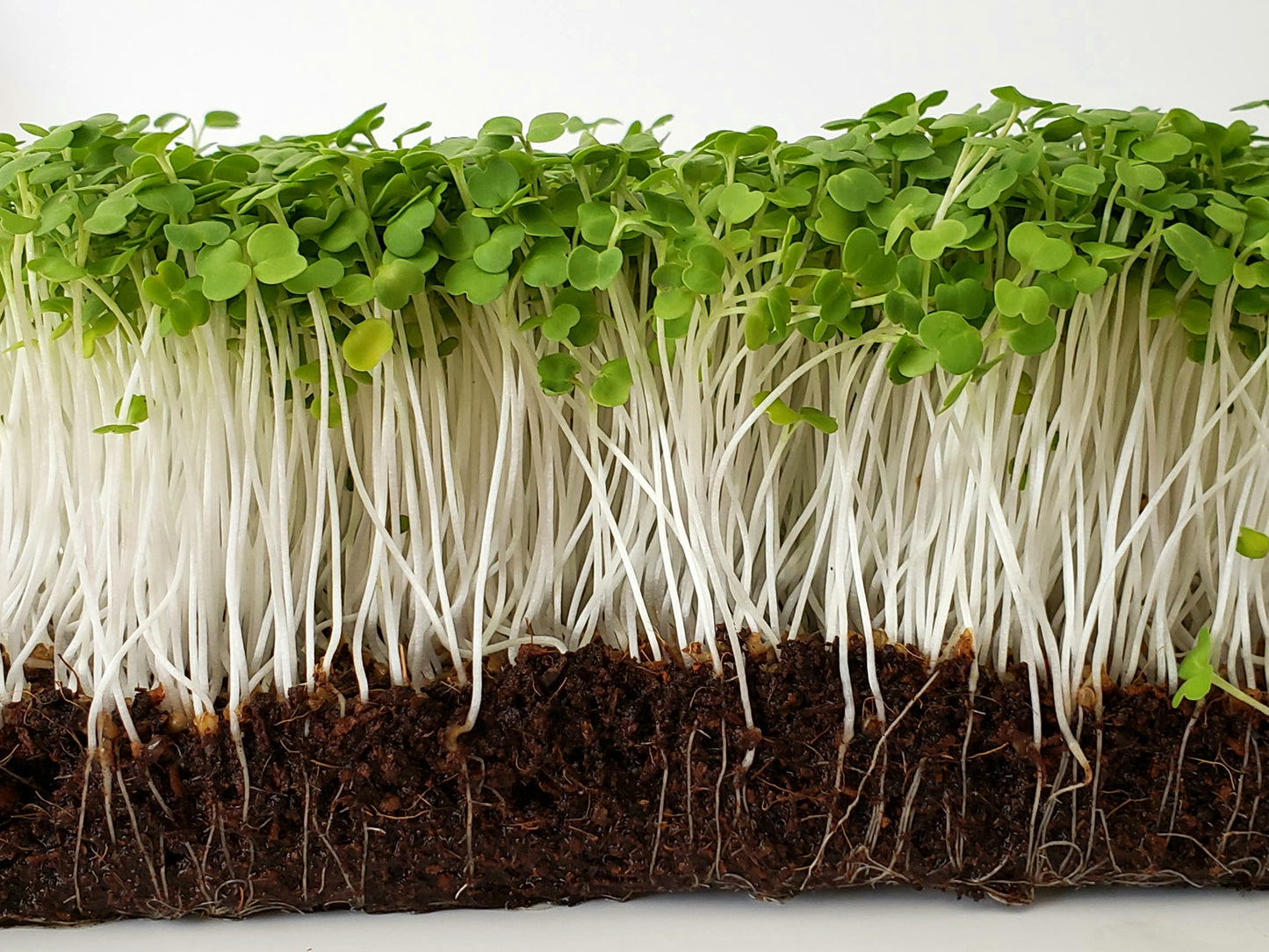 Arugula Microgreens