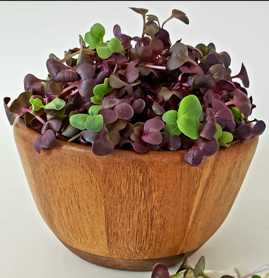 Rambo Radish Microgreens