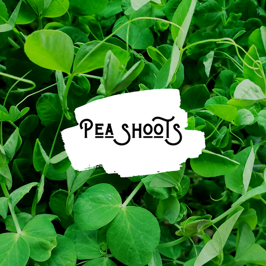 Speckled Peas Microgreens
