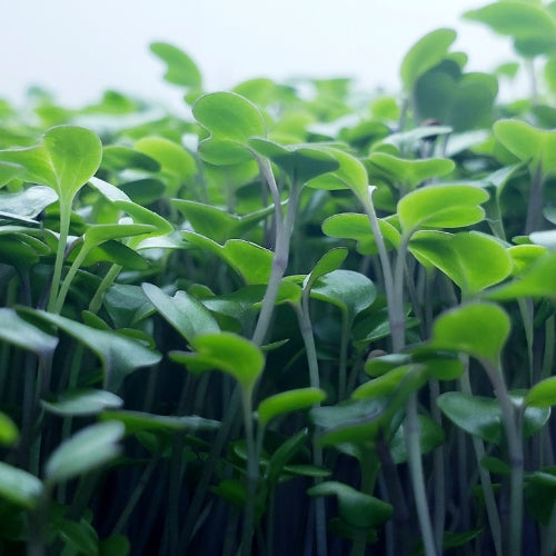 Basic Microgreens Salad Mix